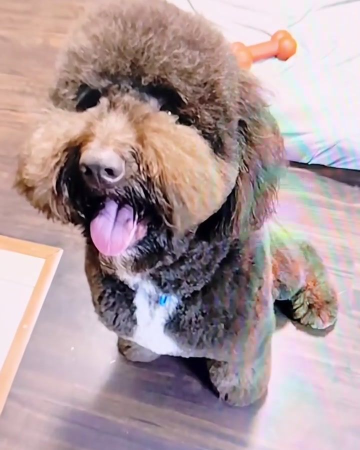 Foto de un perro de pelo rizado café en una pantalla, usada como referencia para su figura.